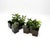 Industrial Scarabeo Planters by Michael McCann for Vastill, 1970s, Set of 2 For Sale - Image 3 of 11