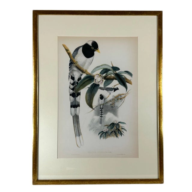 English John Gould (1804-1881), Urocissa Cucullata, Hand Colored Lithograph, C. 1865 For Sale - Image 3 of 11
