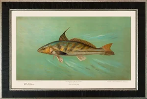 American Fish 25 the Kingfish by Harris CFA Edition Giclee Print