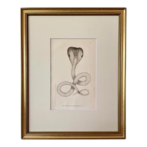 Antique Original Print of a Cobra Published London 1794 by Shaw and Nodder