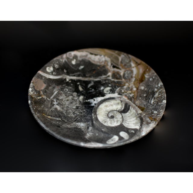 Pair Large Ammonite Plates 6.25" Millions Years Fossil For Sale - Image 11 of 12