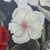 Unsigned Oil on Canvas Floral Painting of Garden Hollyhocks With Bees C1900 For Sale - Image 6 of 17
