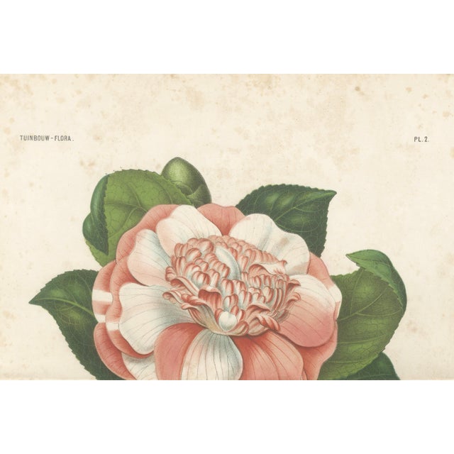 Mid 19th Century Camellia Sophia De Vriese, Botanical Lithograph, 1856, Lithograph on Paper For Sale - Image 5 of 9