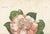 Mid 19th Century Camellia Sophia De Vriese, Botanical Lithograph, 1856, Lithograph on Paper For Sale - Image 5 of 9