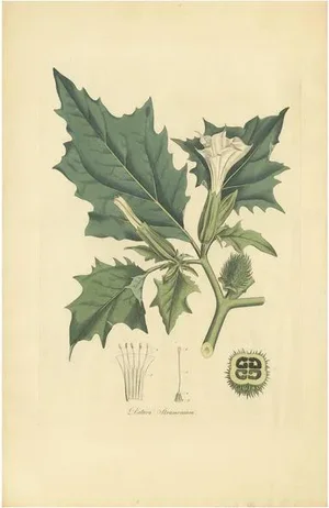 Curtis, Datura Stramonium Thorn Apple, 1817, Engraving
