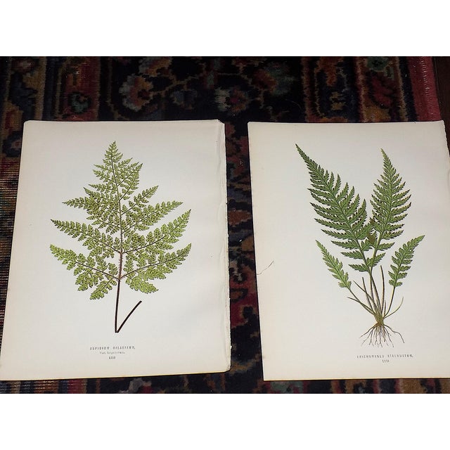 Realism Antique 19th Century Botanical Fern Wood Engravings - Set of 12 For Sale - Image 3 of 9