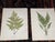 Realism Antique 19th Century Botanical Fern Wood Engravings - Set of 12 For Sale - Image 3 of 9