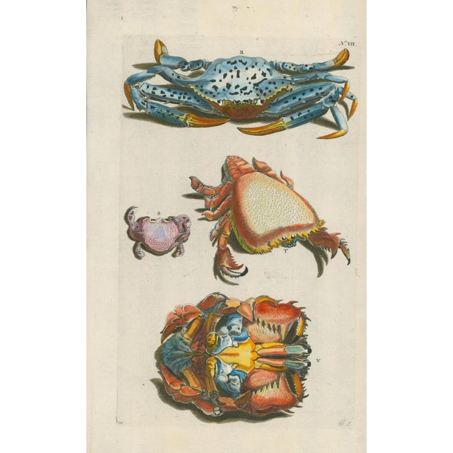Original 18th-century natural-history copper engraving from Georg Wolfgang Knorr’s Deliciae Naturae Selectae, published in...