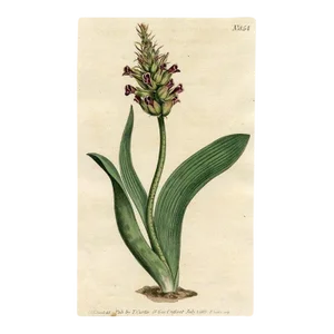 1805, Orchid-Like Cape Cowslip Print, Curtis's Botanical Magazine, Original Antique Botanical Engraving, England