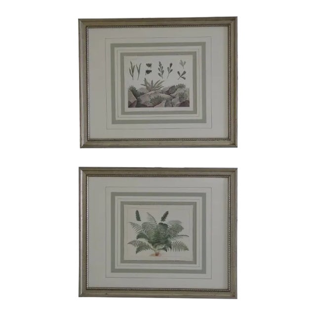 Vincent Brooks Day & Sons Decorative Lithograph Fern Prints - a Pair For Sale