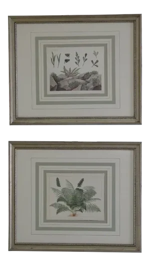 Vincent Brooks Day & Sons Decorative Lithograph Fern Prints - a Pair