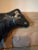 Wonderful vintage copper weathervane painted black with a hollow center, together with armature for mounting. The cow...