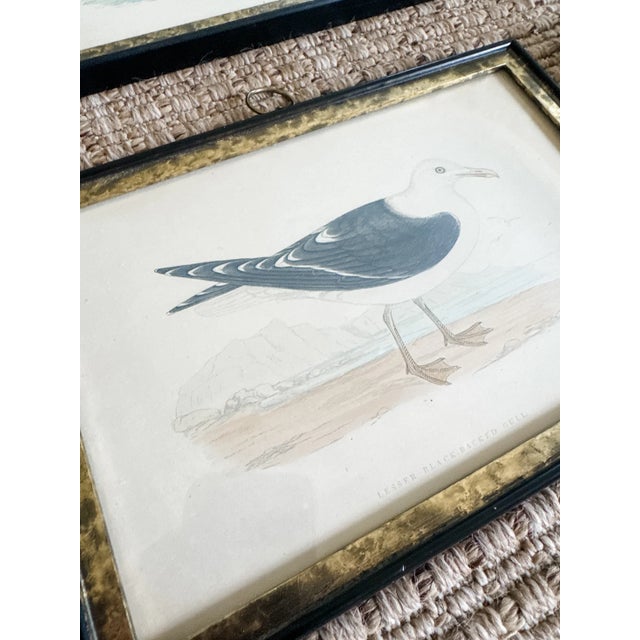 Mid 19th Century Set of Four Rare Antique Alexander Francis Lydon Framed Bird Prints | Original Victorian Hand-Colored Ornithological Engravings For Sale - Image 5 of 7