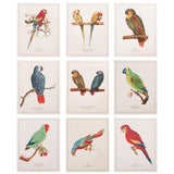 After 1590s Anselmus Boetius De Boodt, Parrot Print Set of 9 For Sale