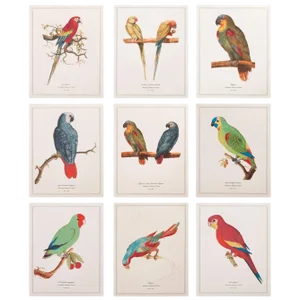 After 1590s Anselmus Boetius De Boodt, Parrot Print Set of 9