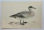 Antique Hand Tinted Bird Print From England Featuring an American Wigeon Duck - Circa 1888. Print measures 7 1/4” W x 4...