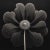 A striking black-and-white botanical print featuring Kalmia angustifolia, meticulously restored and remastered from an...