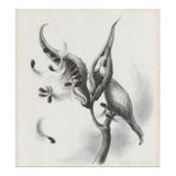 1935 Botanical Color Lithograph Victoria Huntley For Sale