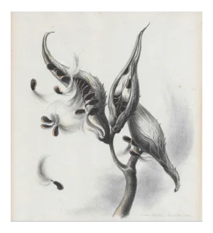 1935 Botanical Color Lithograph Victoria Huntley