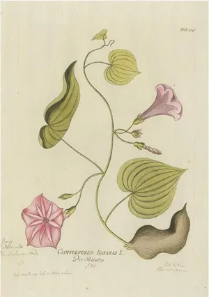 Joseph Jakob Plenck, Convolvulus Batatas Botanical Illustration, 1788, Print