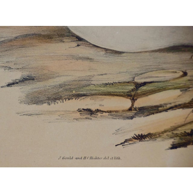 Three Gould Hand-Colored Lithographs From Birds of Australia and New Zealand, 1840-1848 For Sale In San Francisco - Image 6 of 12
