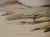 Three Gould Hand-Colored Lithographs From Birds of Australia and New Zealand, 1840-1848 For Sale In San Francisco - Image 6 of 12