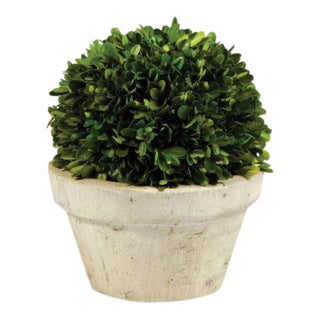 Kenneth Ludwig Chicago Boxwood Ball in Pot For Sale