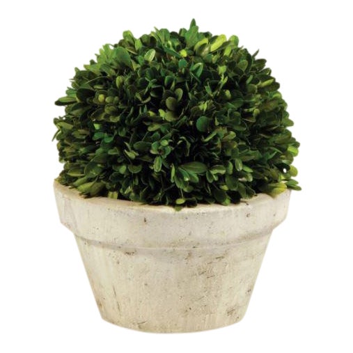 Kenneth Ludwig Chicago Boxwood Ball in Pot For Sale