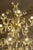 Contemporary Champagne Venetian "Curls" Murano Blown Chandelier For Sale - Image 6 of 7