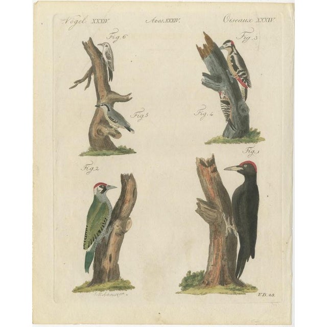 Bertuch, Black and Green Woodpeckers with Nuthatch, 1805, Print For Sale - Image 3 of 12