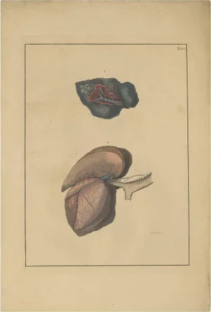 Antique Medical Print of Lungs Tab. 6 by f.d. Reisseisen, 1822