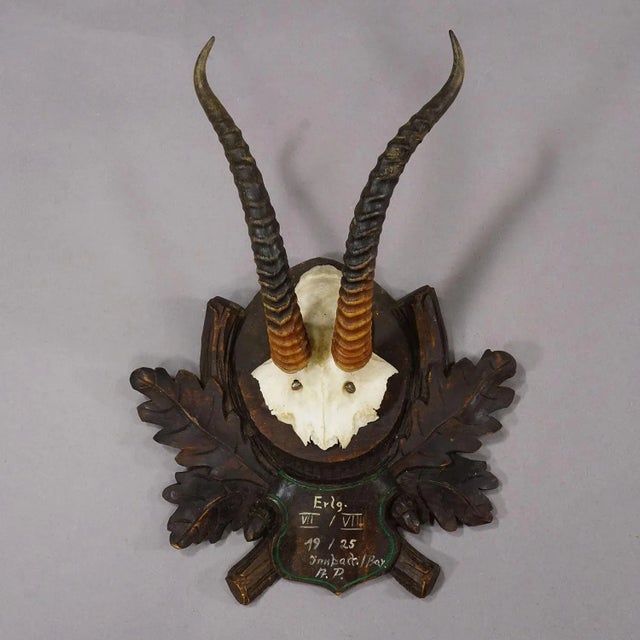 Antique Springbok Trophy on Carved Plaque, Austria 1925 Antique Springbok (Antidorcas) or Antelope Trophy, Austria1925....