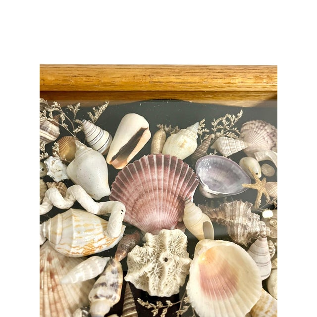 1970s Vintage Wood Framed Seashell Shadow Box Folk Art Wall Sculpture For Sale - Image 5 of 12