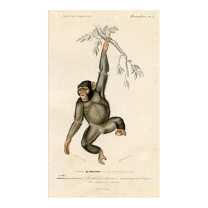 1849, Chimpanzee Print, Antique French Hand-Colored Lithograph