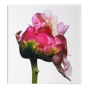 Coral Sunset Peony, Framed Photograph, 57 x 61