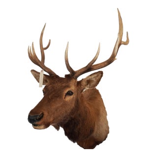 Elk Trophy Head & Shoulder Mount For Sale