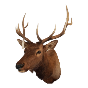 Elk Trophy Head & Shoulder Mount