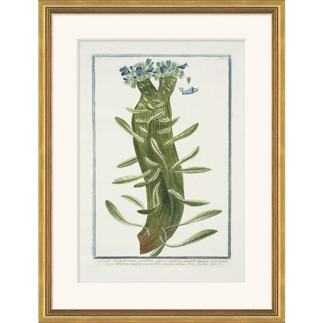 Traditional Hortus Romanus 1772-1793 XXVII Framed Art Print For Sale - Image 3 of 3