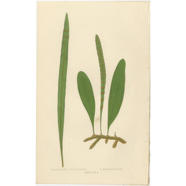 Edward J. Lowe, Ferns, 1856, Lithographs, Set of 10 For Sale - Image 3 of 14
