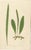 Edward J. Lowe, Ferns, 1856, Lithographs, Set of 10 For Sale - Image 3 of 14