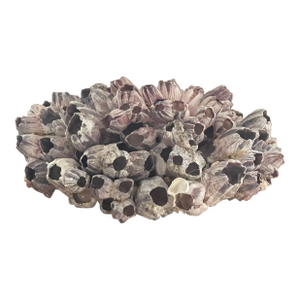 Large Sea Shell Barnacle Clusters on Lucite Tray Stand