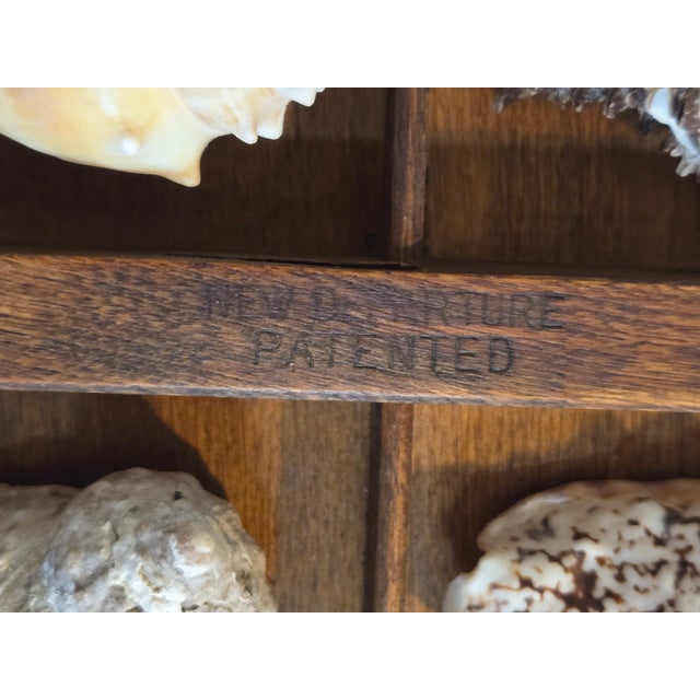 Antique Hamilton Letterpress Printer Tray Drawer With Natural Specimen Shells For Sale - Image 17 of 18