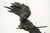 Salvador Dali, Black Violinist Sculpture, 1970s, Bronze For Sale - Image 3 of 14
