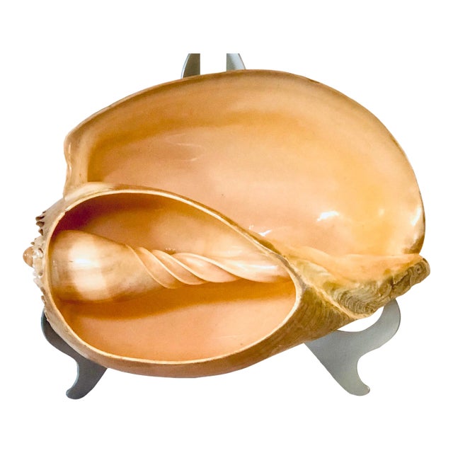 Large Shell With Interior View For Sale