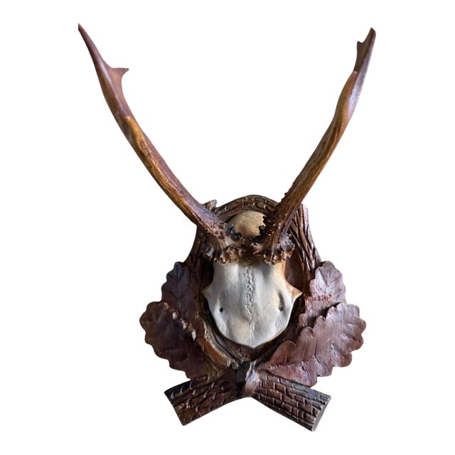Roe Deer Trophy 82 Black Foret Antlers Mount For Sale