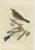 C. Nozeman, M. Houttuyn and J.C. Sepp, Fieldfare, 1797, Paper For Sale - Image 6 of 6