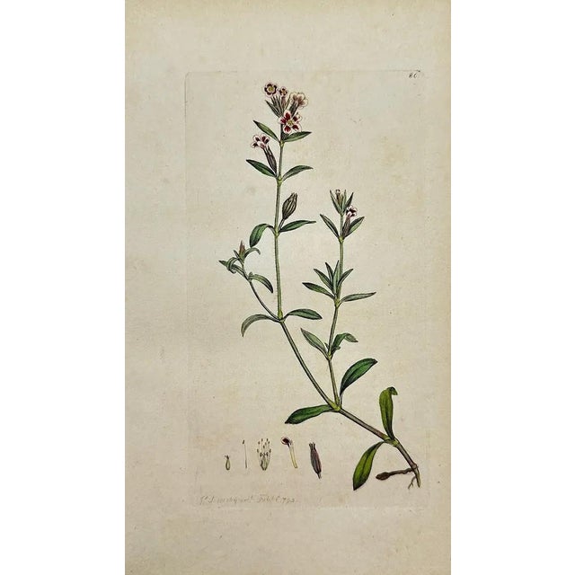 Early 19th Century James Sowerby – Set of 6 Botanical and Natural History Prints – Aquilegia Vulgaris For Sale - Image 4 of 7