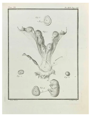 Antoine Defehrt, Anatomy of Animals, Etching, 1771