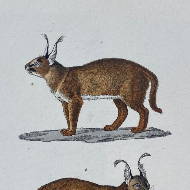 French French Antique 18th Century "Le Chacal" Animal Engraving Hand Colored Signed Artwork For Sale - Image 3 of 11