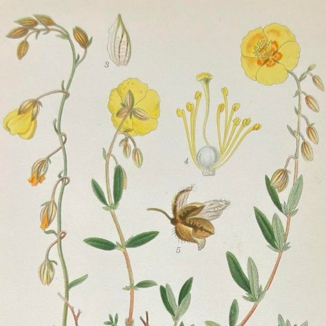 Printmaking Materials Set of 4 Antique Swedish Botanical Prints | Yellow & Green Wildflowers For Sale - Image 7 of 9